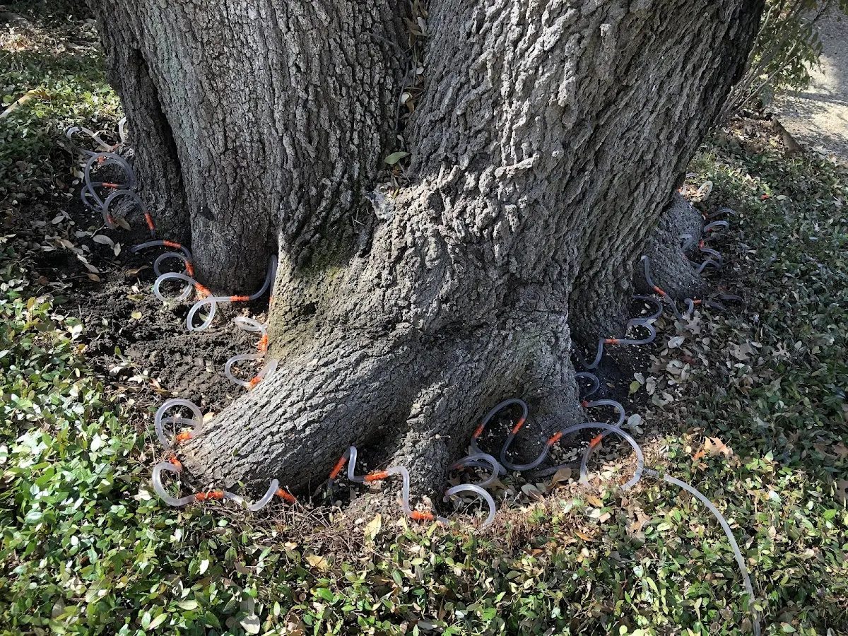 Detailed Tree Cabling and Bracing job site in Brooker