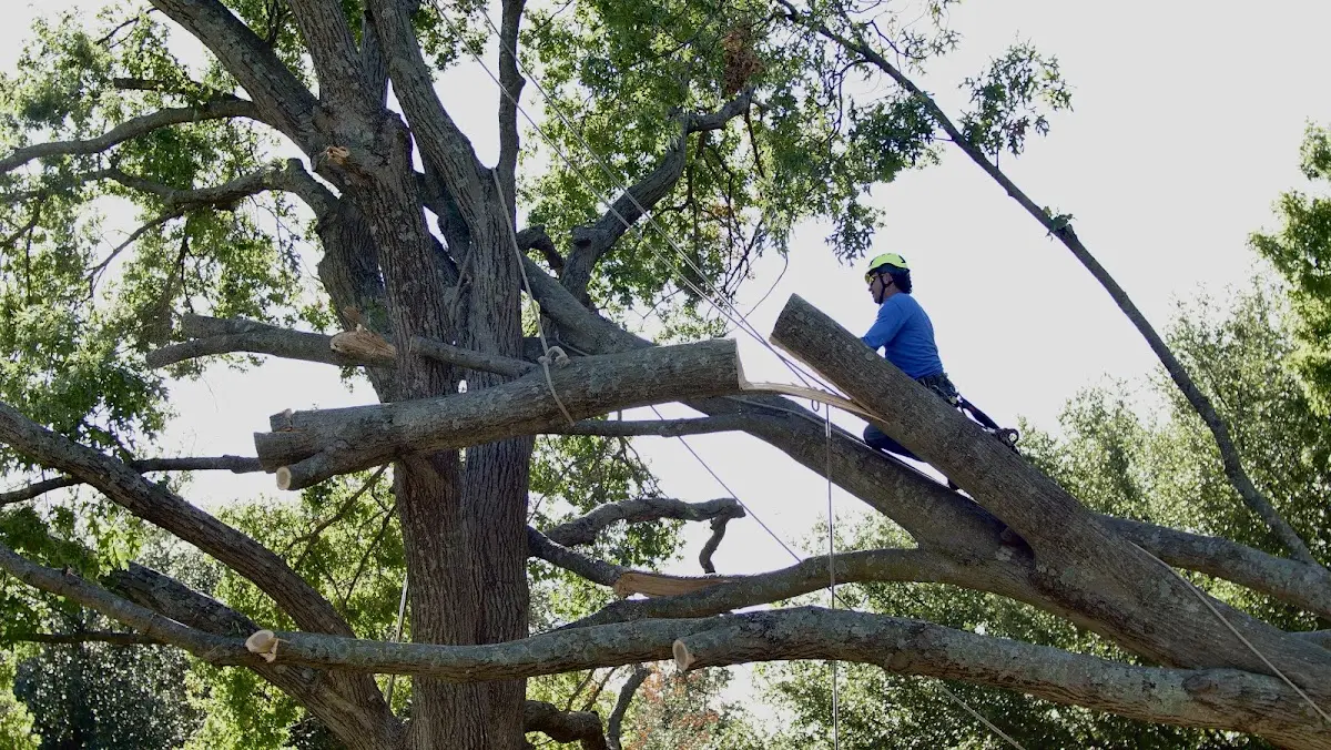 Professional Hazardous Tree Removal performed by certified arborists in Brooker