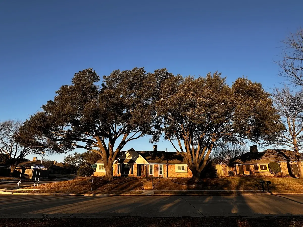 Established residential canopy tree shading a home in Brooker
